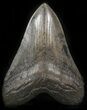 Large, Fossil Megalodon Tooth #41809-1